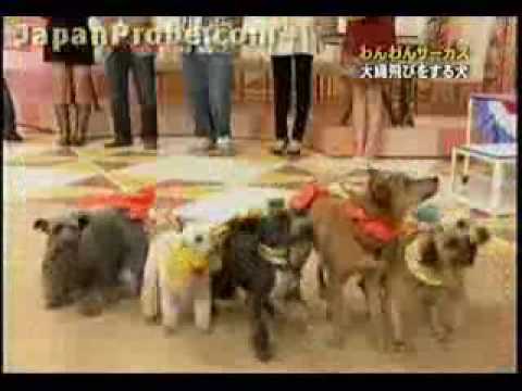 Perros saltando la cuerda - Graciosísimo