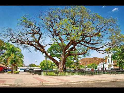 FG Samancito de Mi Pueblo -  Luis Lozada (El Cubiro)