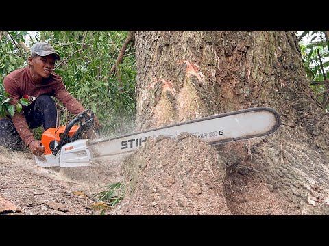 Stihl ms 881 first start & cutting ‼️ Cut down 2 decades old trees.