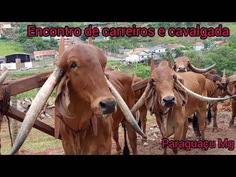 Encontro de carreiros e cavalgada Paraguaçu mg chegada dos carreiros