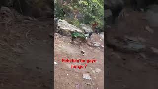 #shorts Jai kainchi dham 🙏🙏 #kainchidham #jaishreeram #jaibajrangbali #motivation #travel