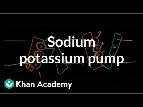 Sodium Potassium Pump