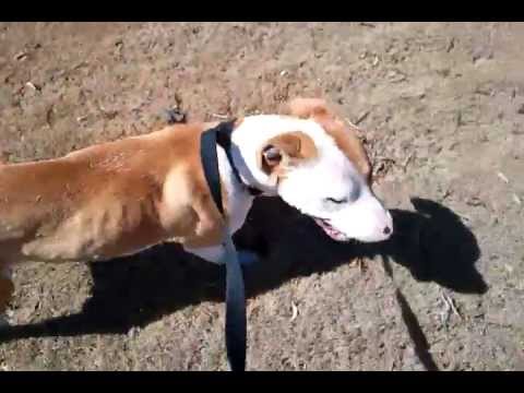 McFarland, Ca Animal Shelter