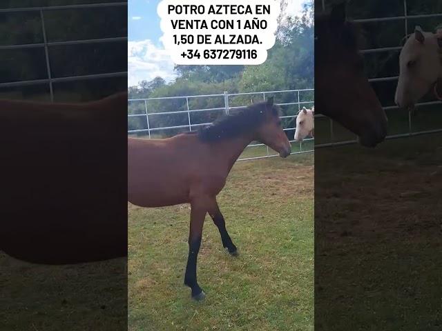 Potro AZTECA 