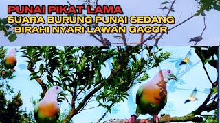 Download lagu SUARA PIKAT PUNAI GACOR LAGI BIRAHI‼️ mp3
