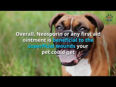 Is Neosporin Safe for My Dog and Cat? Other Pets?