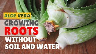 How To Make Aloe Vera Cuttings Grow Roots Without Water and Soil