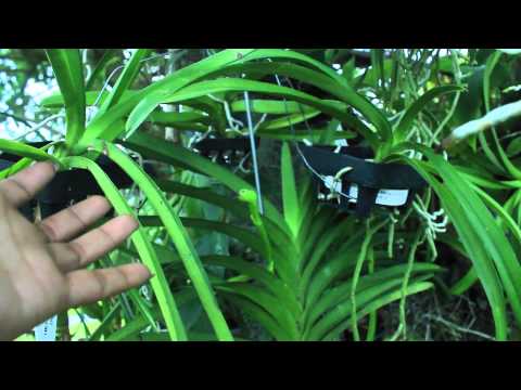 ORCHID GARDEN TOUR, UPDATES & PROJECTS