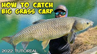 How To Catch Grass Carp! BEST Carp Fishing Tutorial 2022