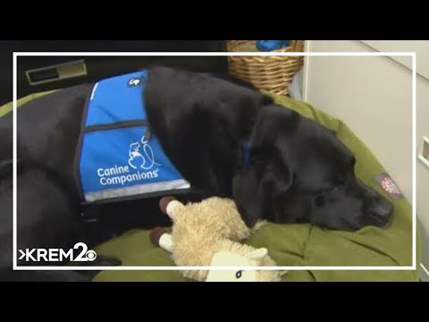 King County courthouse dog retires - YouTube