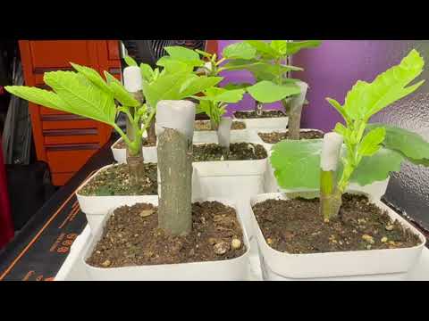 Tips For FIrst Year Fig Growers. Rooting and December Update 2025
