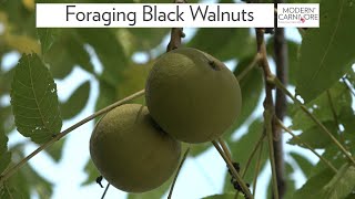 Foraging for Black Walnuts