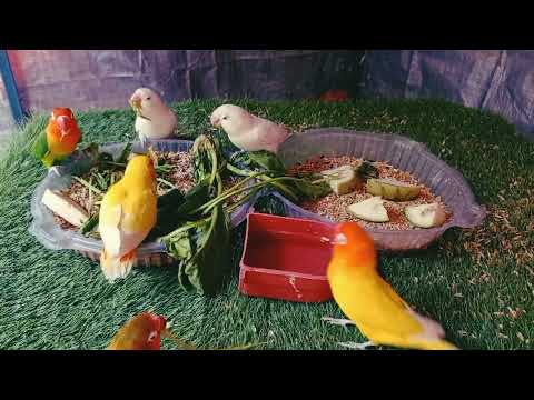 Lovebirds Meal Time | Lovebirds Chirping Sounds