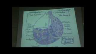 Dr Gihan Endocrine 1 pituitary gland ( part 1 )