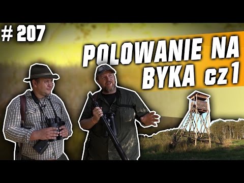 Darz Bór odc. 207 - Polowanie na byka w rykowisku cz. 1