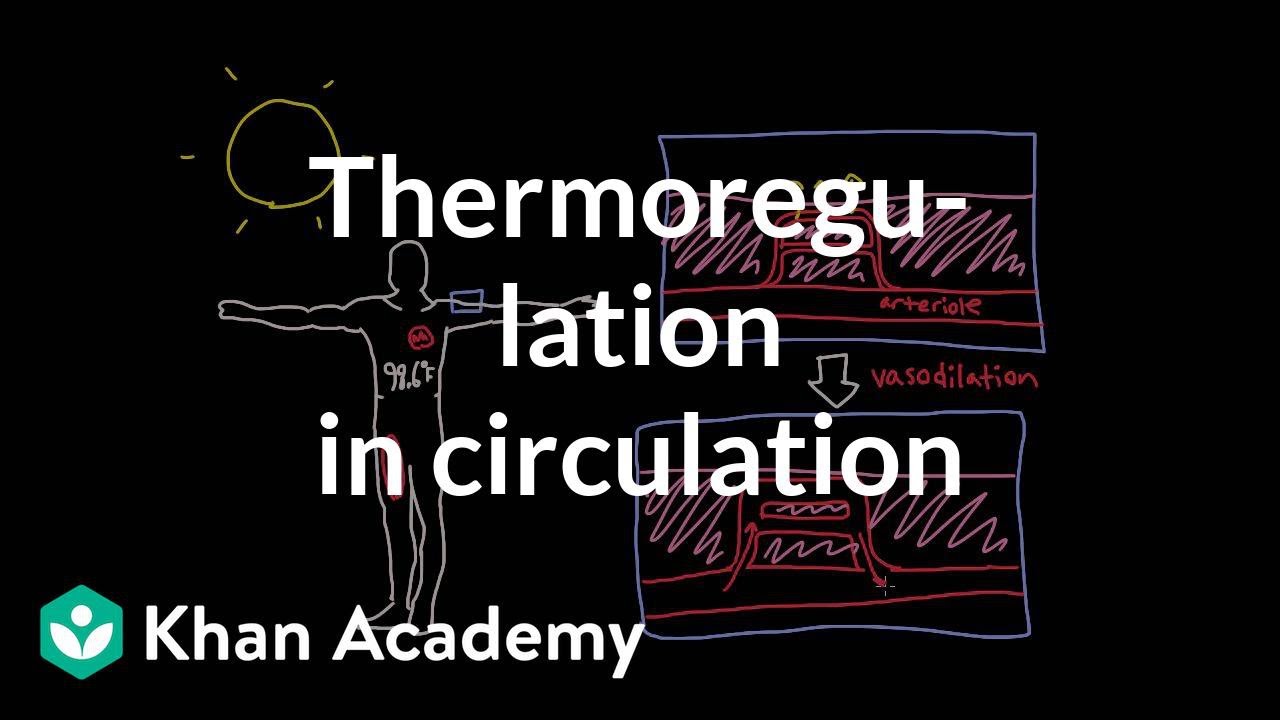 Thermoregulation in the circulatory system | Circulatory system physiology | NCLEX-RN | Khan Academy - YouTube