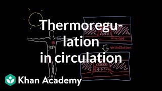 Thermoregulation in the circulatory system | Circulatory system physiology | NCLEX-RN | Khan Academy