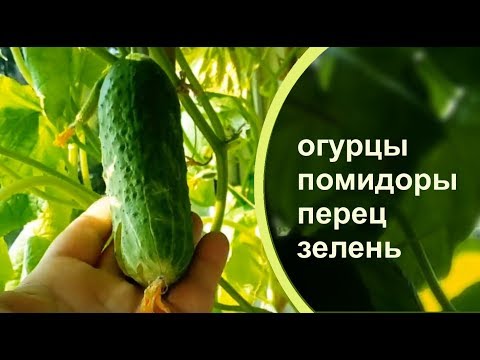 ОГОРОД НА БАЛКОНЕ. Это настоящие джунгли!