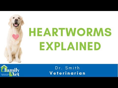 Heartworms in Dogs and Cat Explained by Dr. Smith