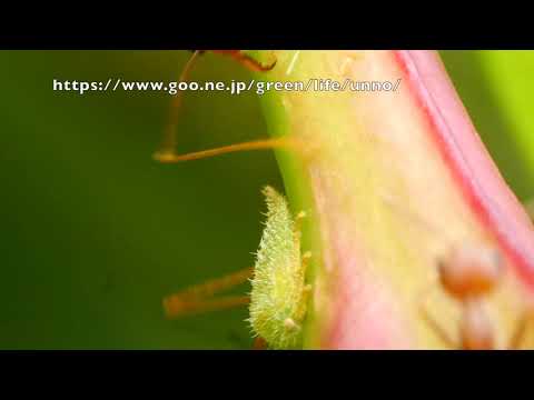 ツノゼミの幼虫から甘露をもらうツムギアリ