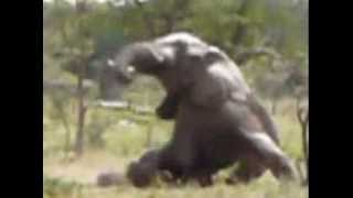 THE REAL FACE OF THE IVORY TRADE AND THE HORROR OF POACHING