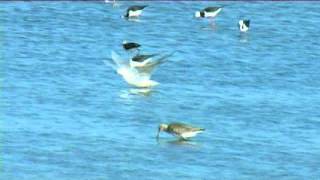 preview picture of video 'New Zealand Birds: Black billed gull taking off and landing'