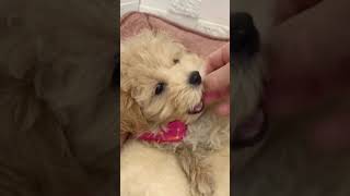 ハーフ犬の動画01