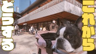 愛犬と会議した🤔