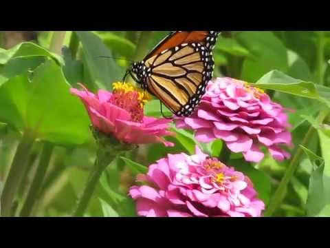 Monarch butterfly feeding in the zinnias