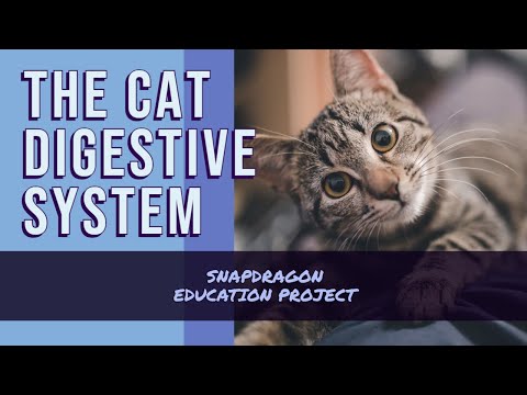 The Cat Digestive System