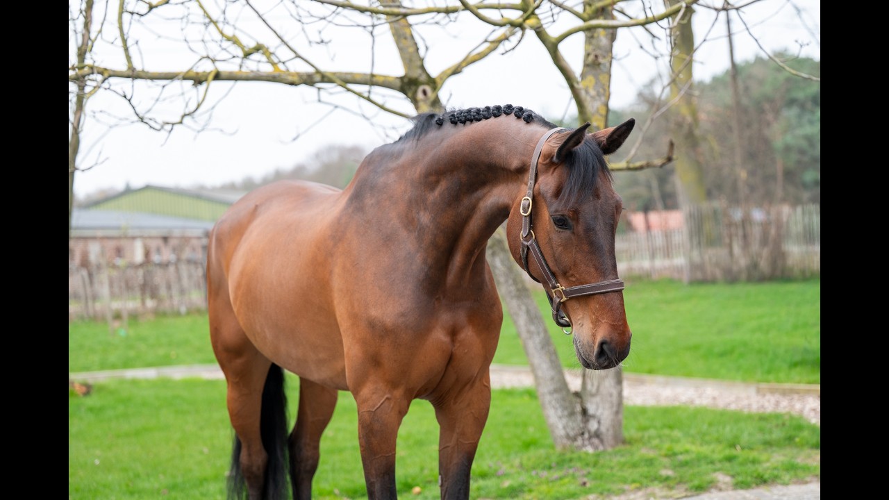 Masterpiece (CHAPEAU TN x CLINTON) video 4