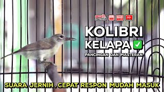 Download lagu Kolibri Kelapa Betina Gacor‼️ Cocok untuk Masteran Murai, Kacer, dan Burung Bahan ( Episode 08 ) mp3 Download lagu Kolibri Kelapa Betina Gacor‼️ Cocok untuk Masteran Murai, Kacer, dan Burung Bahan ( Episode 08 ) mp3