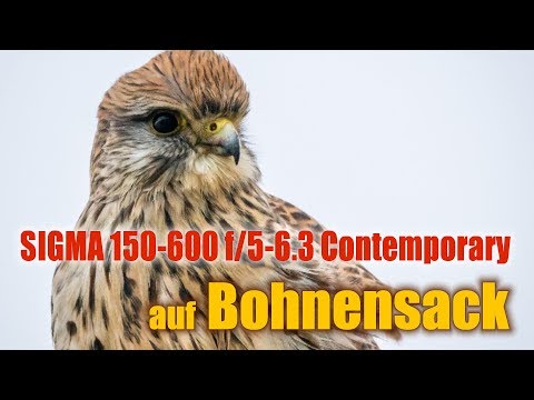 Sigma 150-600mm f/5.0-6.3 DG OS HSM Contemporary und ein Bohnensack!