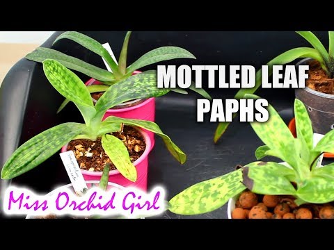 Slipper Orchids Update #2 - Mottled-leaf Paphiopedilums