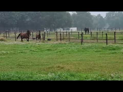 Hengstveulen Dante us x Ferguson