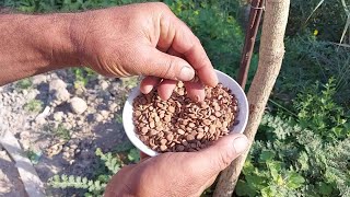 شجرة البيزيا وتحملها الى اشد درجات الحرارة#Albizia