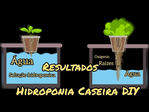 , title : 'Hidroponia Caseira DIY (Fácil e simples de fazer) confira os resultados do nosso quintal, com Kratky'