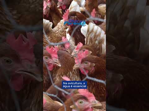 Perfuração de Poço Artesiano para Aviário em Godoy Moreira PR | Hidro Paraná