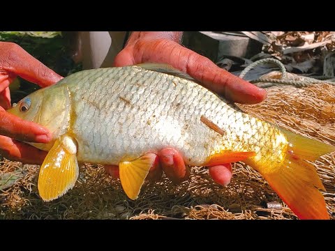 Most Satisfying Cast Net Fishing Video । Catching Big Fish With Traditional Cast Net