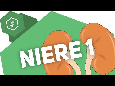 Die Niere 1 – Organe des Menschen