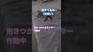 #ねこ#cat#愛猫あーちゃんのドタバタ劇