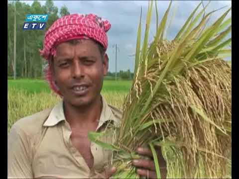 আগাম ধানের চাষ করে হাসি ফুটেছে পঞ্চগড়ের কৃষকের মুখে