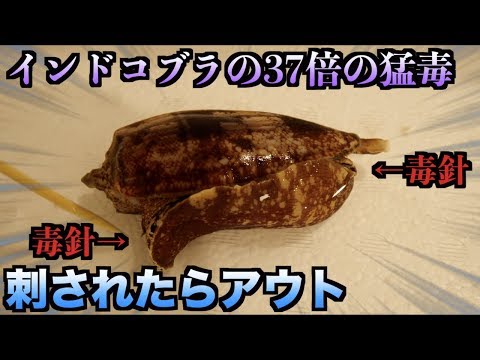 [Very Dangerous] A video showing the dangers of the \Amboina snail,\ which has the most deadly po...