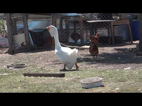 25.06.2018.Video1.Female kholmogory goose NATASHA white at 15 months.OLYMPUS farm.