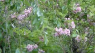 Mary Hopkin - Lullaby of the Leaves