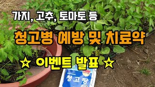 가지과작물에 치명적인 청고병(풋마름병) 예방 및 치료약 "청고팡" 당첨자 발표가지,토마토,고추 청고병 미리 …