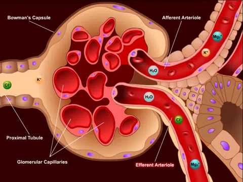 USMLE® Step 1 High Yield: Nephrology: Diuretics