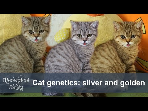 Cat coat genetics: silver and golden cats