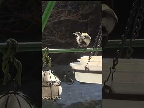 冬にシジュウカラはどこにいますか？渡り鳥なのでしょうか？  庭園