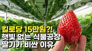 햇빛 없이 일년 내내 딸기 만들어내는 스마트팜 설치비와 수익은?